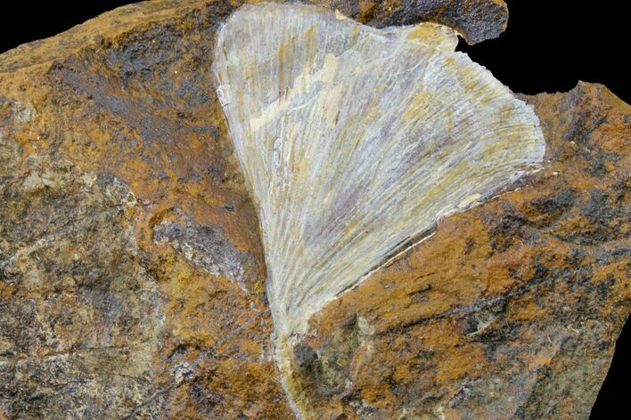 Fossil Ginkgo Leaf From North Dakota - Paleocene #156226